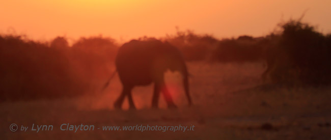 DUST Sunset & Elephant